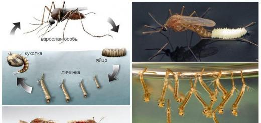 Как размножаются комары и нужны ли они в природе?