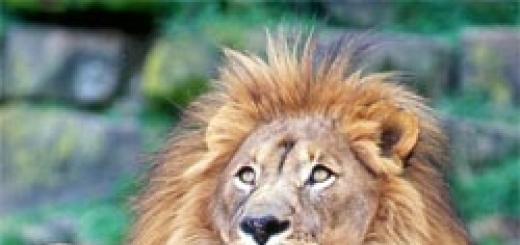 Сколько видов львов. Лев животное. Образ жизни и среда обитания льва. На фото львицы на охоте
