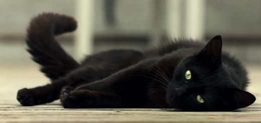 Если в доме есть черная кошка