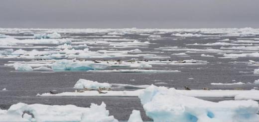 Гренландский тюлень: фото и интересные факты