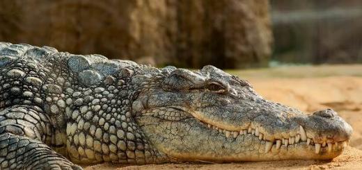 Сколько яиц откладывает самка крокодила